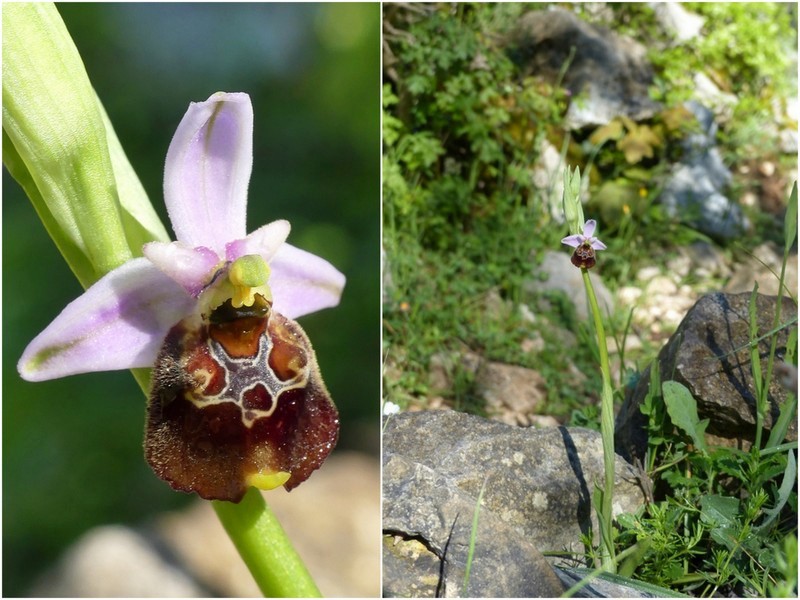 Ophrys crabronifera & Ophrys holosericea sp. � Monti Lucretili  (Roma).